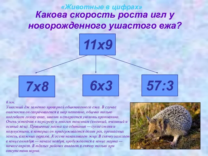 «Животные в цифрах» Какова скорость роста игл у новорожденного ушастого ежа?