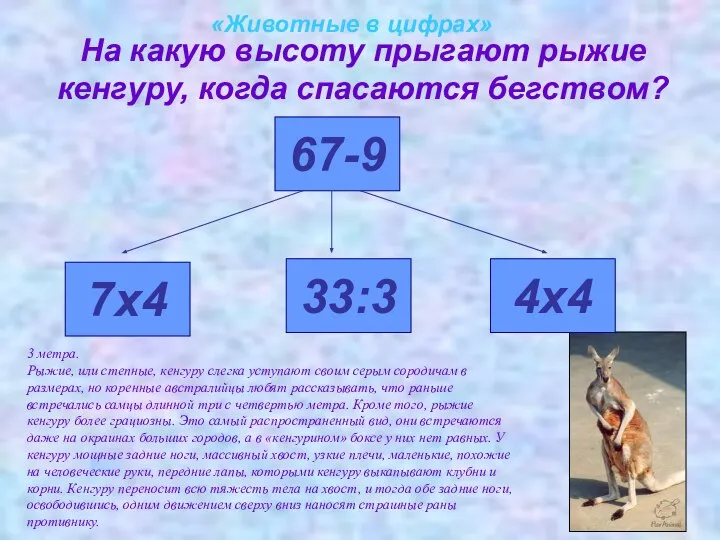 «Животные в цифрах» На какую высоту прыгают рыжие кенгуру, когда спасаются