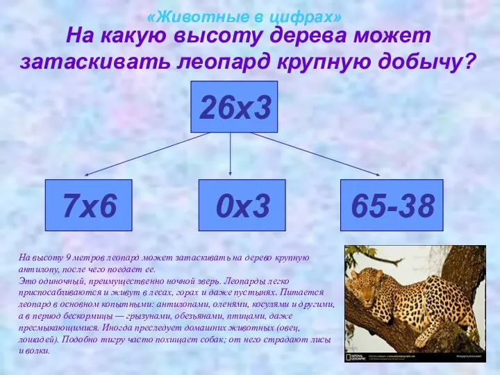 «Животные в цифрах» На какую высоту дерева может затаскивать леопард крупную