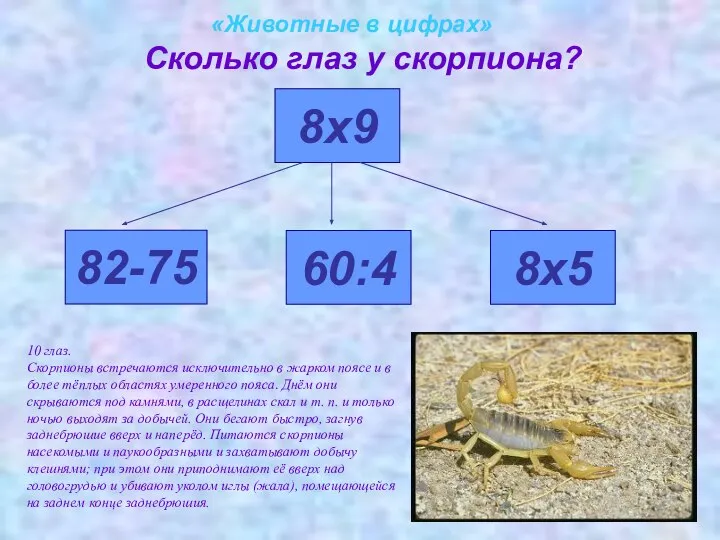 «Животные в цифрах» Сколько глаз у скорпиона? 82-75 8х9 60:4 8х5