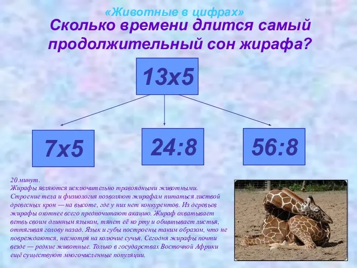 «Животные в цифрах» Сколько времени длится самый продолжительный сон жирафа? 7х5