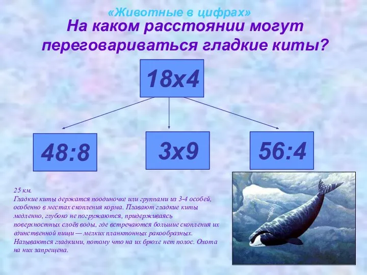 На каком расстоянии могут переговариваться гладкие киты? «Животные в цифрах» 48:8