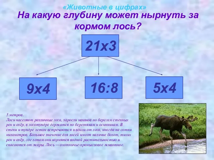 «Животные в цифрах» На какую глубину может нырнуть за кормом лось?