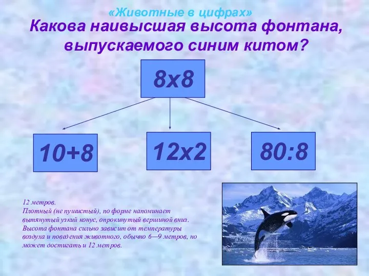 «Животные в цифрах» Какова наивысшая высота фонтана, выпускаемого синим китом? 10+8