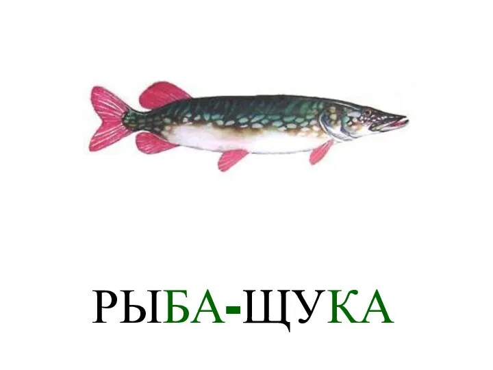 РЫБА-ЩУКА