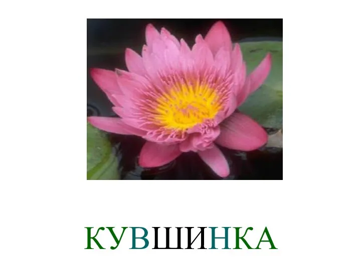 КУВШИНКА