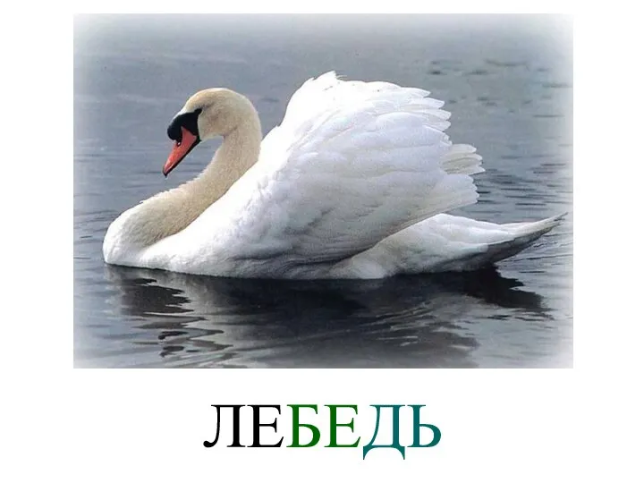 ЛЕБЕДЬ