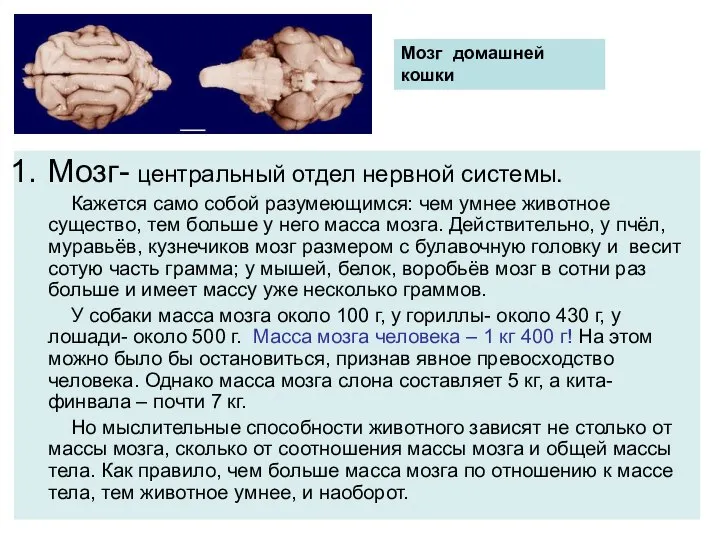 Мозг домашней кошки Мозг- центральный отдел нервной системы. Кажется само собой