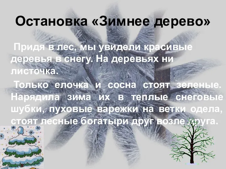 Остановка «Зимнее дерево» Придя в лес, мы увидели красивые деревья в