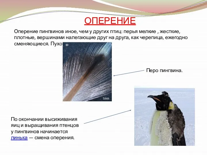 Оперение пингвинов иное, чем у других птиц: перья мелкие , жесткие,