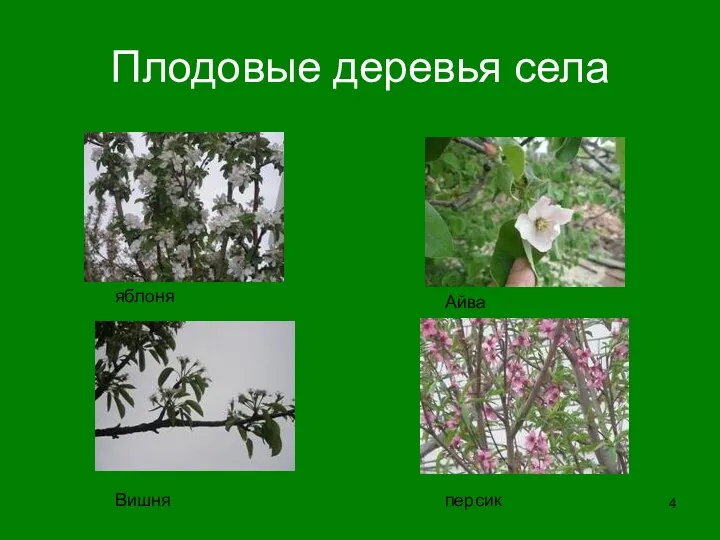 Плодовые деревья села Вишня персик Айва яблоня