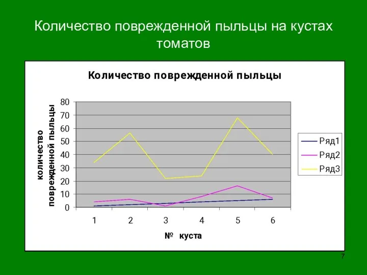 Количество поврежденной пыльцы на кустах томатов