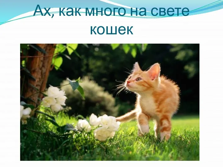 Ах, как много на свете кошек