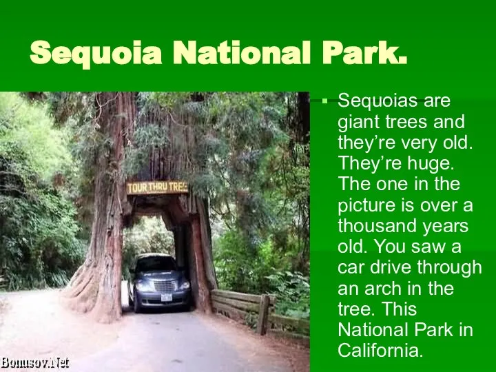 Sequoia National Park. Sequoias are giant trees and they’re very old.