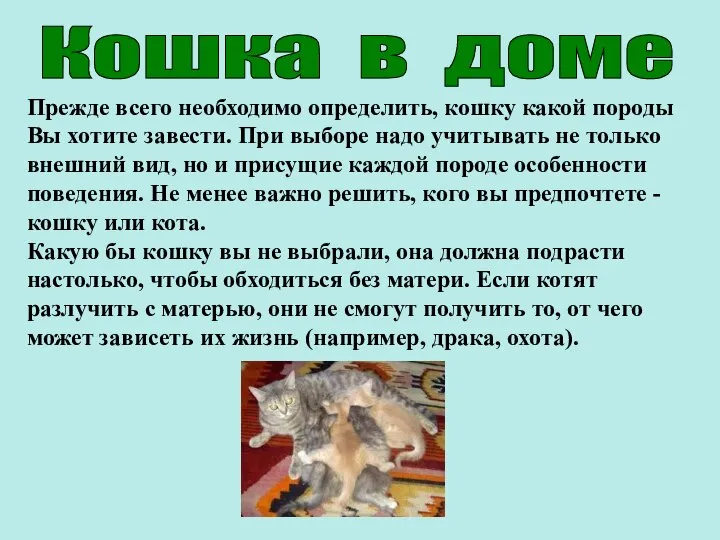 Прежде всего необходимо определить, кошку какой породы Вы хотите завести. При