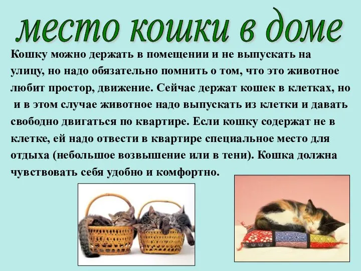 Кошку можно держать в помещении и не выпускать на улицу, но