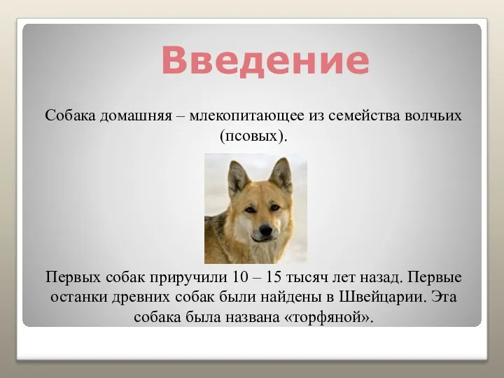 Введение Собака домашняя – млекопитающее из семейства волчьих (псовых). Первых собак