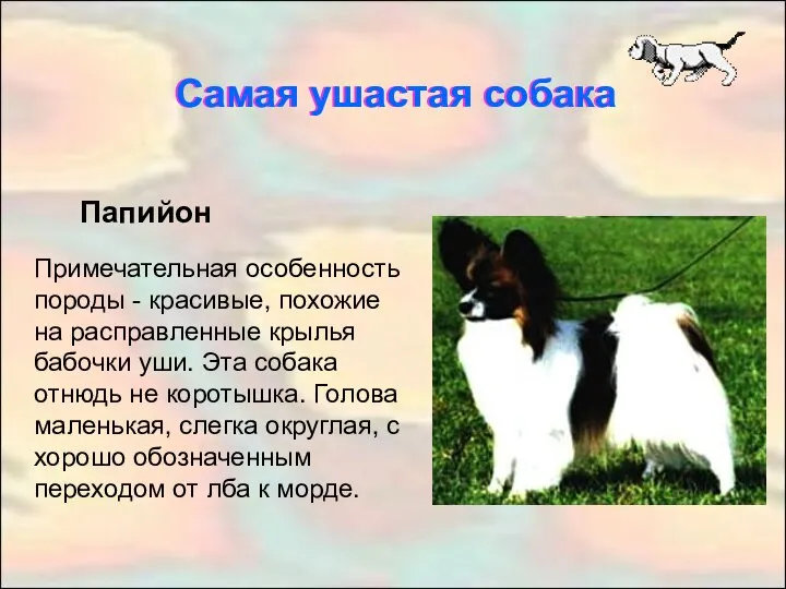 Самая ушастая собака Папийон Примечательная особенность породы - красивые, похожие на