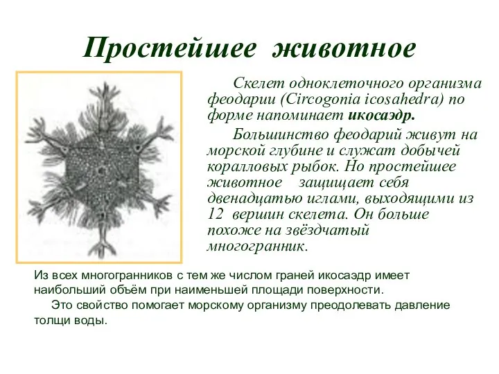 Простейшее животное Скелет одноклеточного организма феодарии (Circogonia icosahedra) по форме напоминает