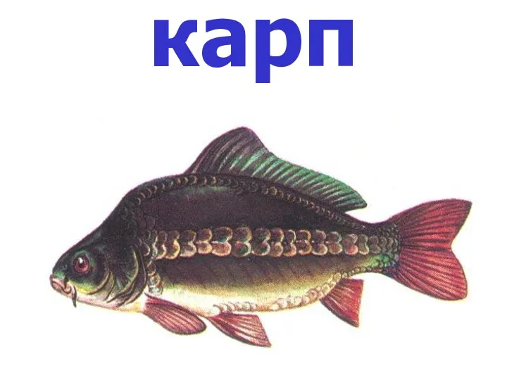 карп