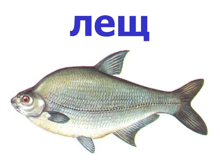 лещ