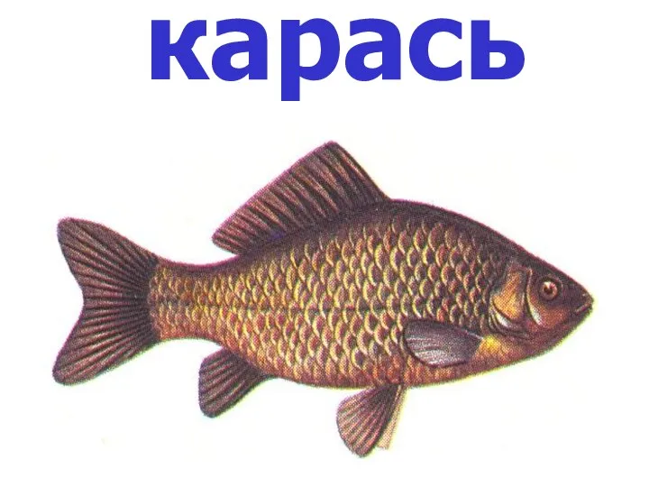 карась