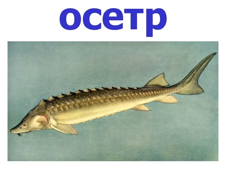 осетр