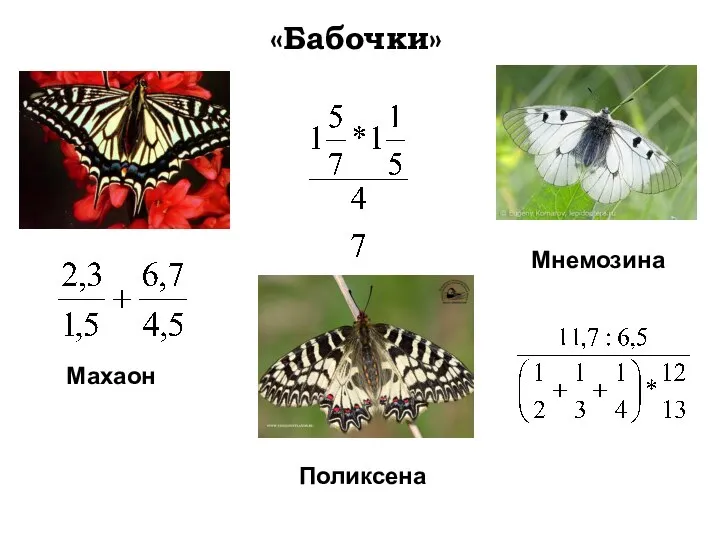 «Бабочки» Махаон Поликсена Мнемозина