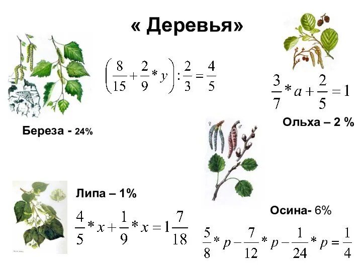 « Деревья» Береза - 24% Липа – 1% Осина- 6% Ольха – 2 %