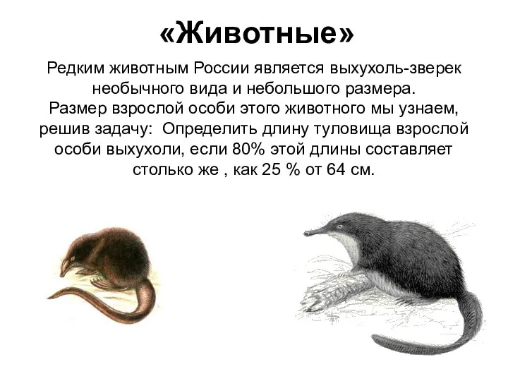 «Животные» Редким животным России является выхухоль-зверек необычного вида и небольшого размера.