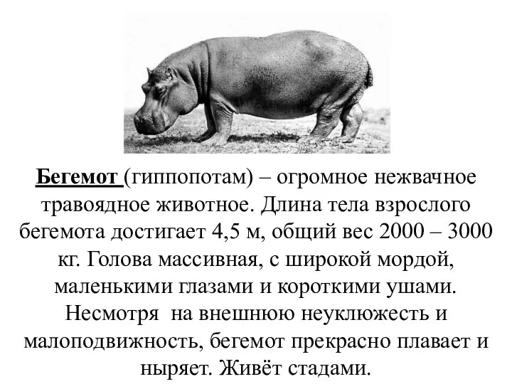 Бегемот (гиппопотам) – огромное нежвачное травоядное животное. Длина тела взрослого бегемота