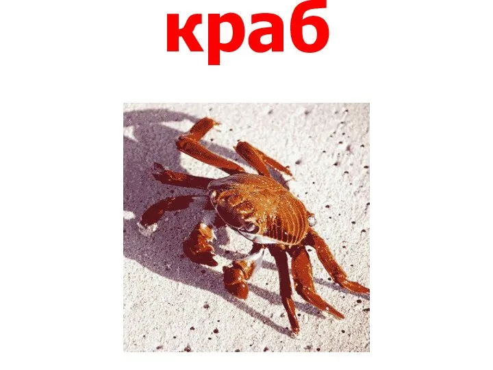 краб