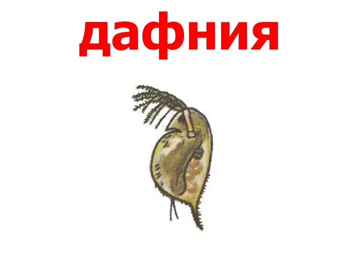 дафния