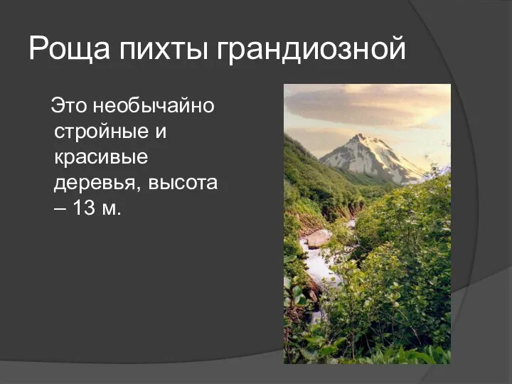 Роща пихты грандиозной Это необычайно стройные и красивые деревья, высота – 13 м.