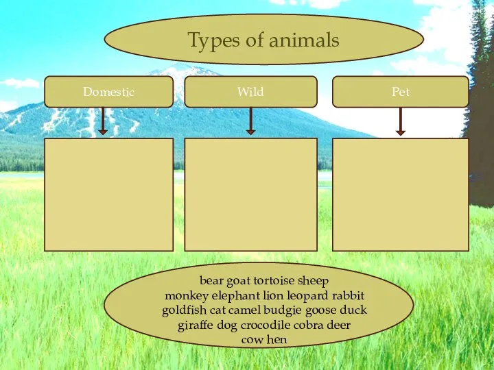 Domestic Wild Pet Types of animals bear goat tortoise sheep monkey