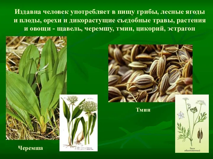 Издавна человек употребляет в пищу грибы, лесные ягоды и плоды, орехи