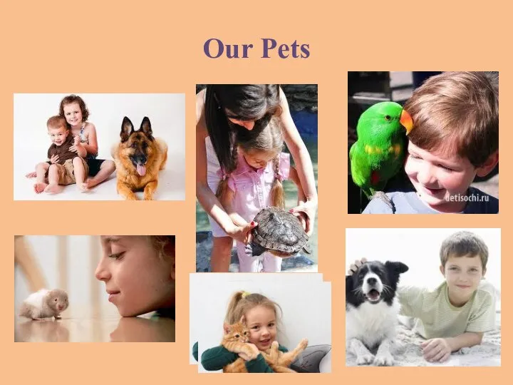 Our Pets