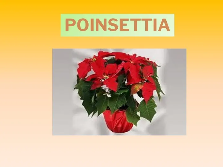 POINSETTIA