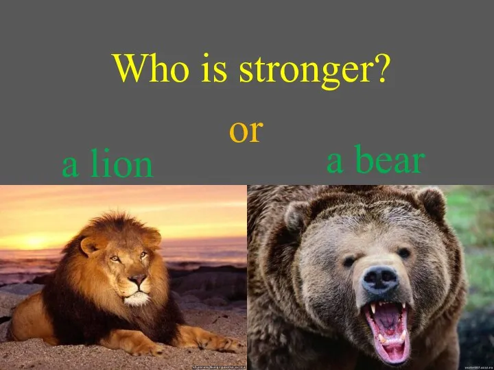 Who is stronger? a lion or a bear