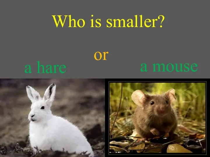 Who is smaller? a hare a mouse or