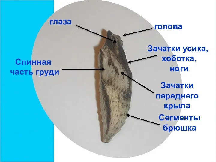 голова Зачатки переднего крыла Сегменты брюшка Спинная часть груди Зачатки усика, хоботка, ноги глаза
