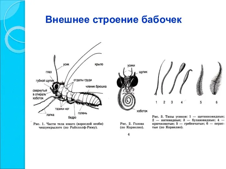 Внешнее строение бабочек