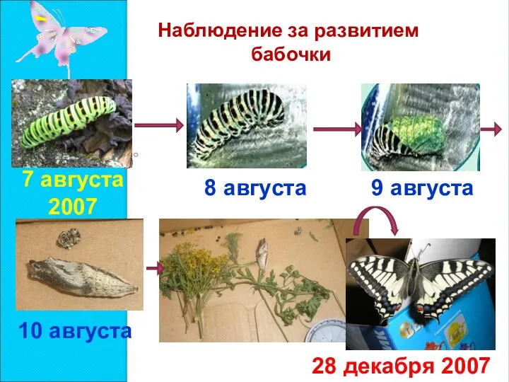 Наблюдение за развитием бабочки 7 августа 2007 9 августа 8 августа 10 августа 28 декабря 2007