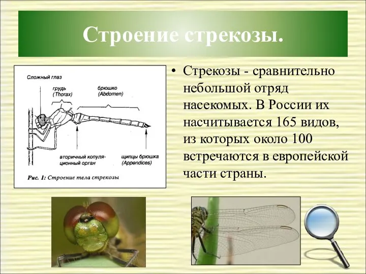Строение стрекозы. Стрекозы - сравнительно небольшой отряд насекомых. В России их