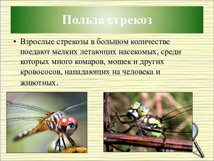 Польза стрекоз Взрослые стрекозы в большом количестве поедают мелких летающих насекомых,