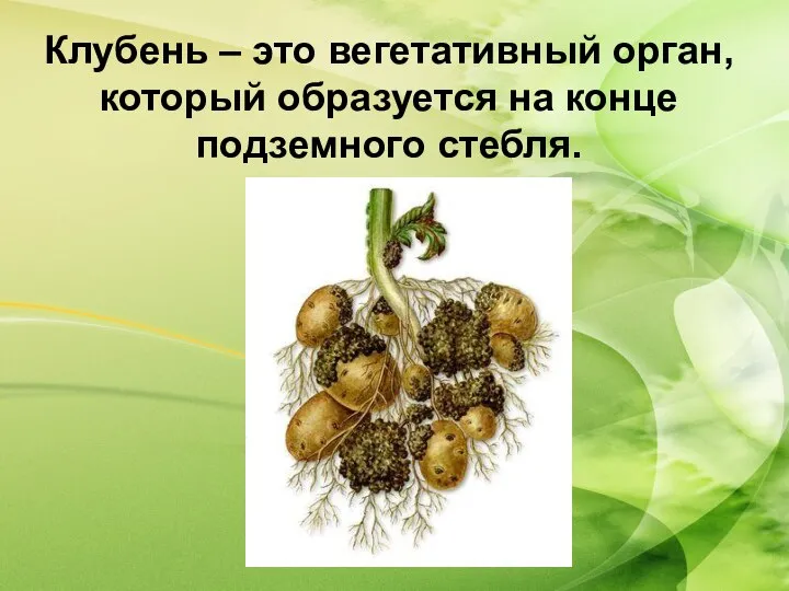 Клубень – это вегетативный орган, который образуется на конце подземного стебля.