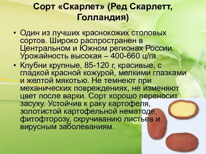 Сорт «Скарлет» (Ред Скарлетт, Голландия) Один из лучших краснокожих столовых сортов.