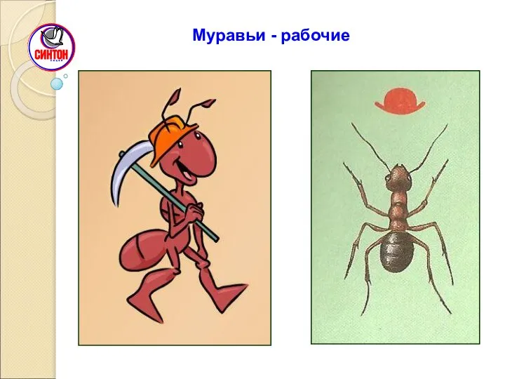 Муравьи - рабочие