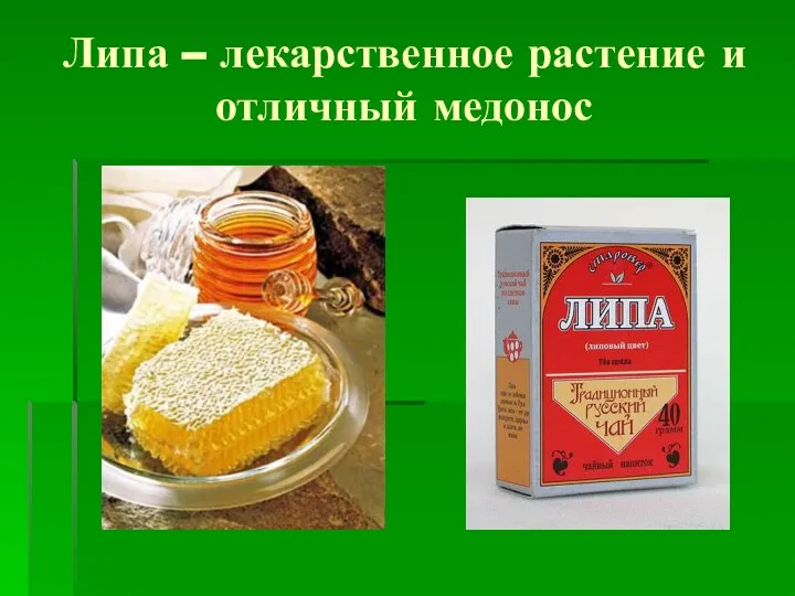 Липа – лекарственное растение и отличный медонос