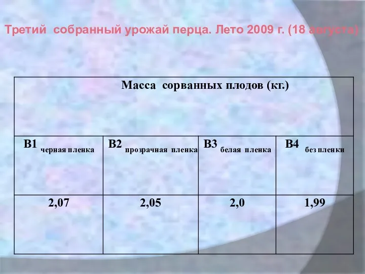 Третий собранный урожай перца. Лето 2009 г. (18 августа)